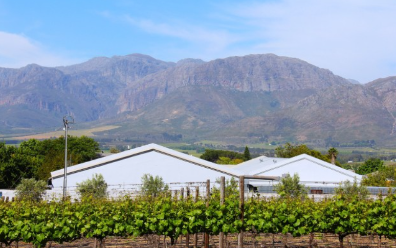 南非开普敦：独特的地中海气候和土壤造就的红酒