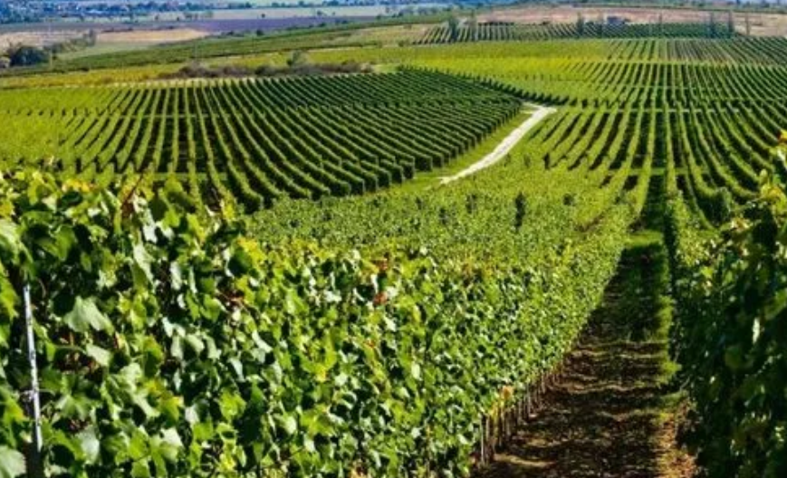 匈牙利托卡伊：传统与创新并存的红酒产区